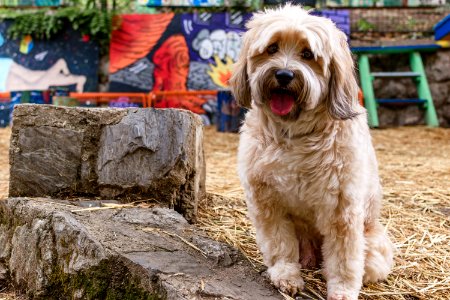 Tashi, Tibetan terrier