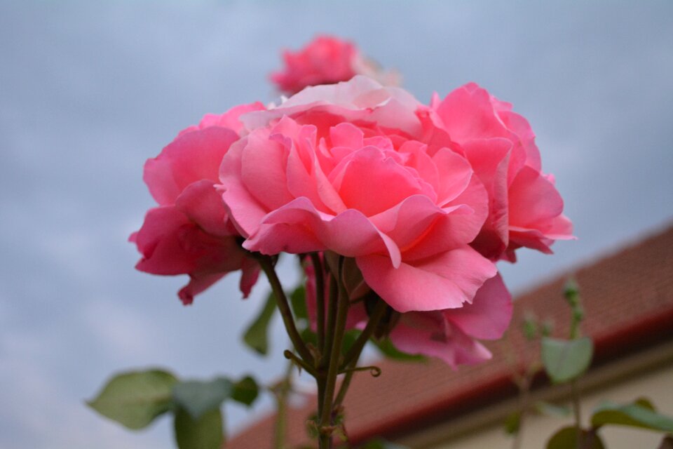 Flower pink flower jaro