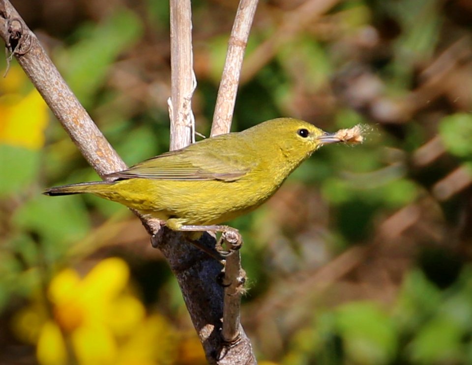 Orange-crowned Warbler best Baja Jan