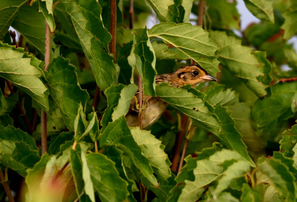 Saltmarsh sparrow peekaboo