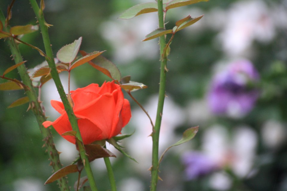 Flor, flors