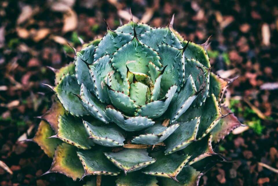 Botanical flora gardening