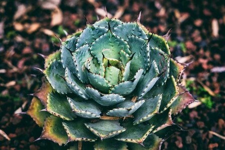 Botanical flora gardening photo