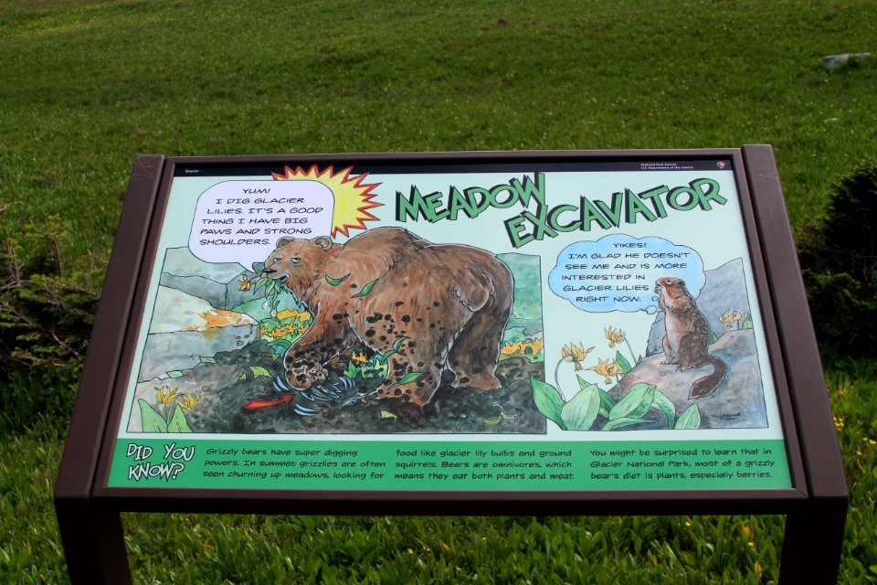 Superpowers exhibit - Grizzly Bear