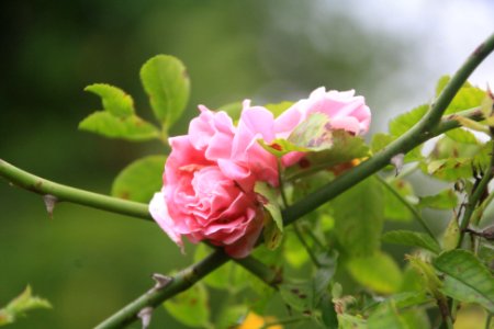 Flor, flors