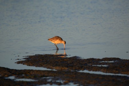 Marbled Godwit, best Baja Jan (4)