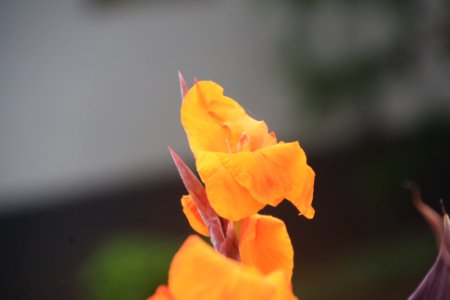 Flor, flors