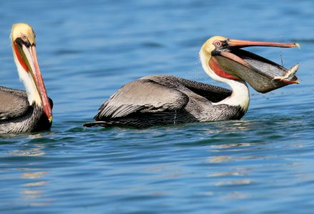 Brown Pelicans Baja Jan best too(86)