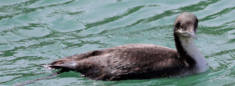 Pacific Loon best Baja