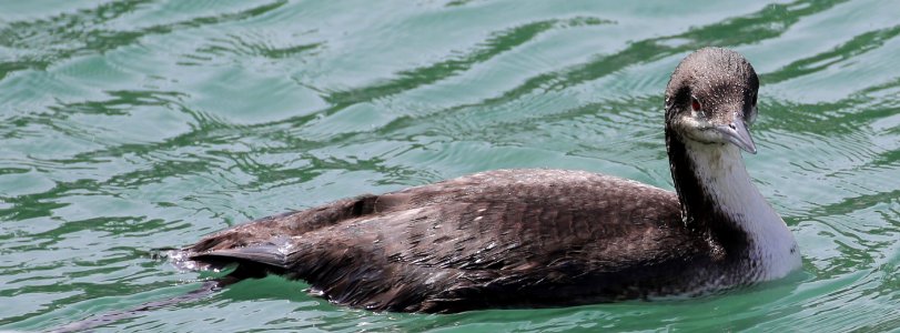 Pacific Loon best Baja photo