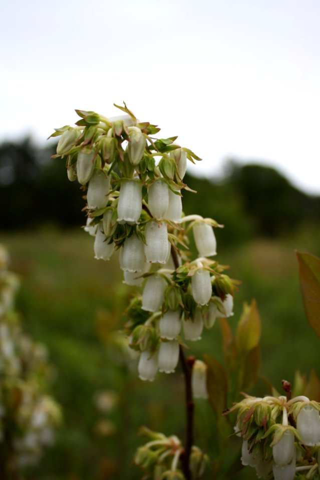 Low Bush Blueberry