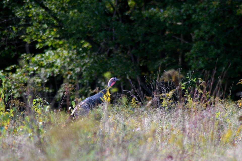 Turkey at Great Bay NWR