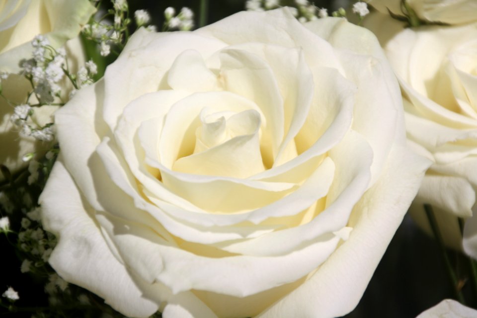 Flor, flors