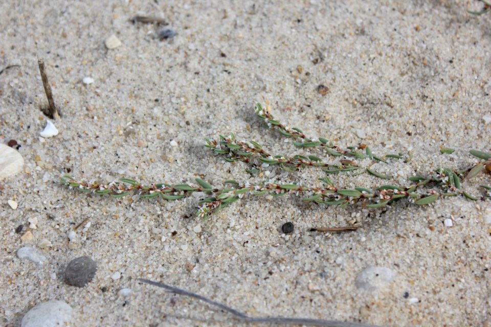Seabeach Knotweed