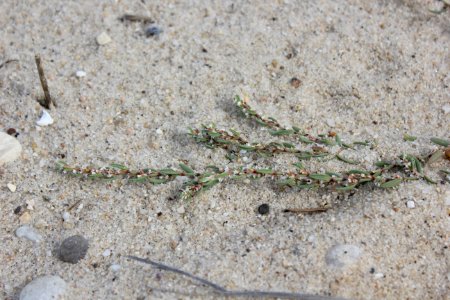 Seabeach Knotweed
