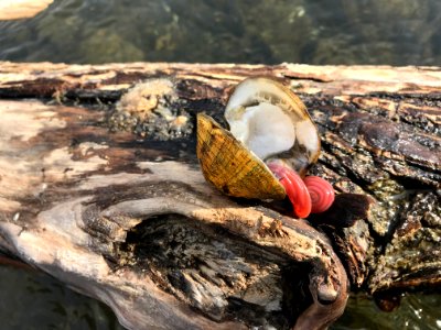 20180104 Kyles Ford dead mussel