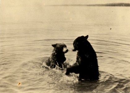 Black bears play at Yellowstone