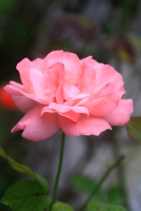 Flor, flors