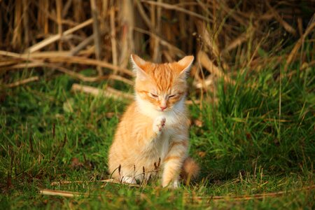 Young cat red cat domestic cat