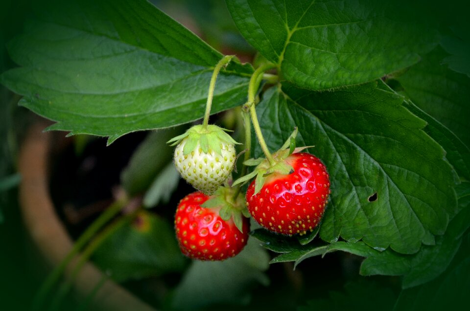 Red immature berry