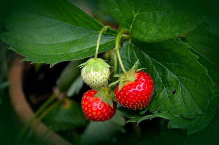 Red immature berry