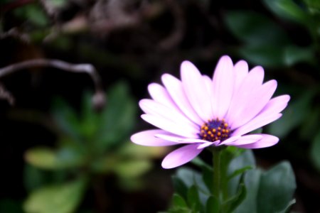 Macro de flor