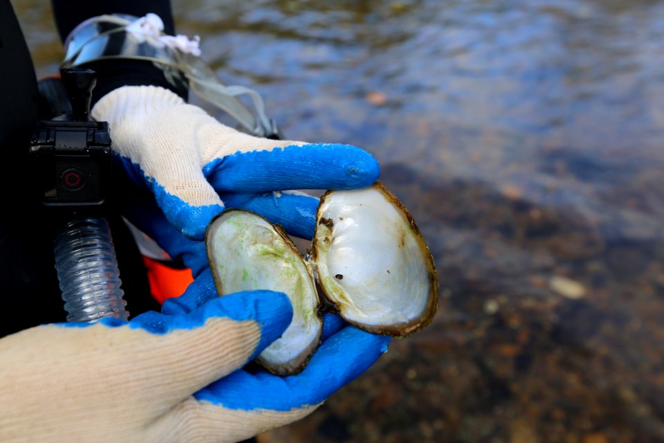 Algae on older dead mussel