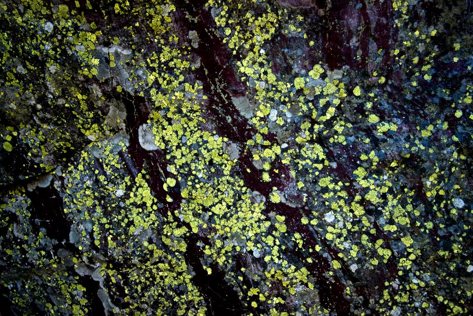 Lichen- the milky way