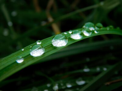 Drip raindrop green