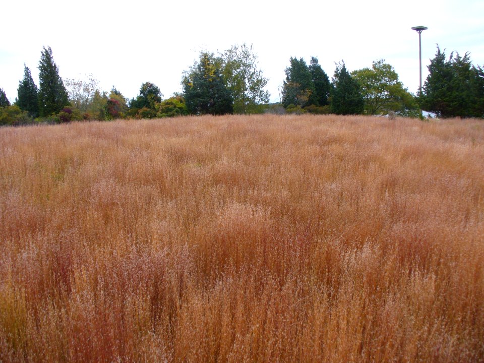 Maritime Grassland
