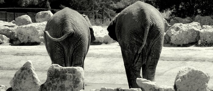 Wildlife mammal black and white