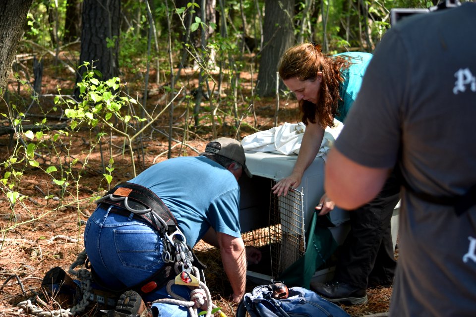 Staff preparing to release juvenile bald eagle at Eastern Neck National Wildlife Refuge