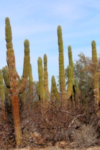 Cactus Scenes Baja  (6)