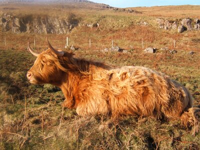 Animal stock cow