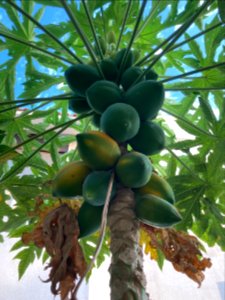 Papaya - شجرة بابايا
