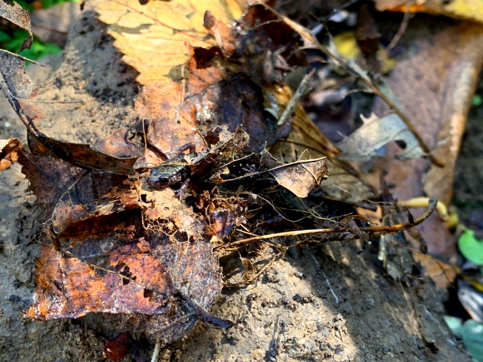 Salamander in habitat
