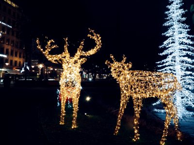 Reindeer encounter