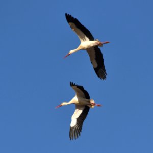 White storks2 photo
