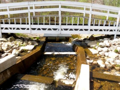 Small pool type ladder in RI