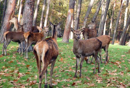 Flock autumn deer