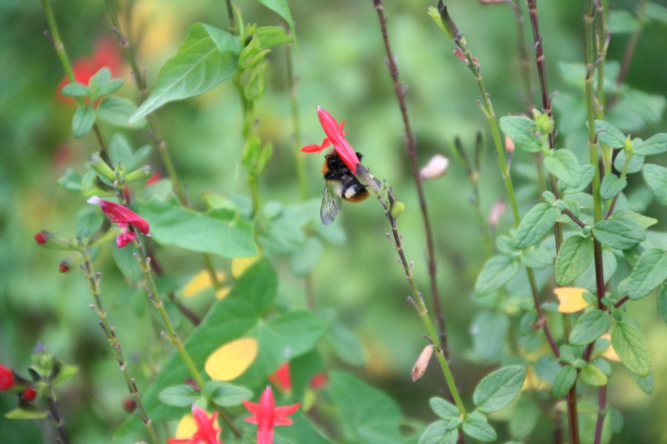 Flor, flors