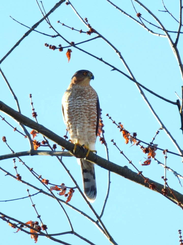 Cooper's Hawk