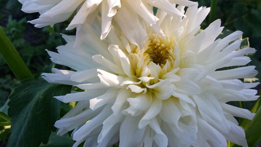 Bouquet bush summer