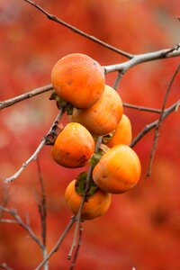 Bush kaki plum garden