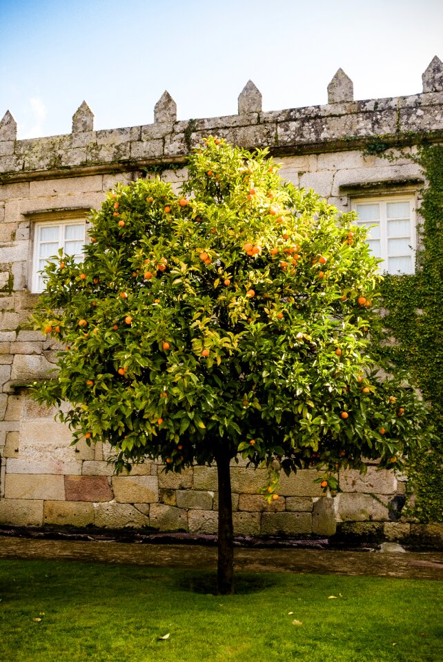 Orange tree garden wall