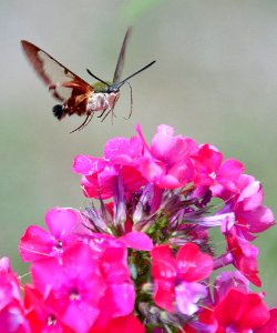 Hummingbird Moth