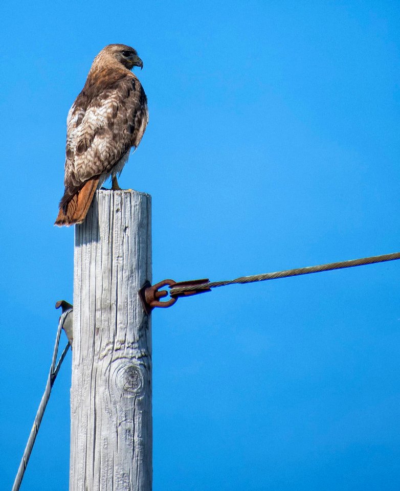 Red-tailed Hawk