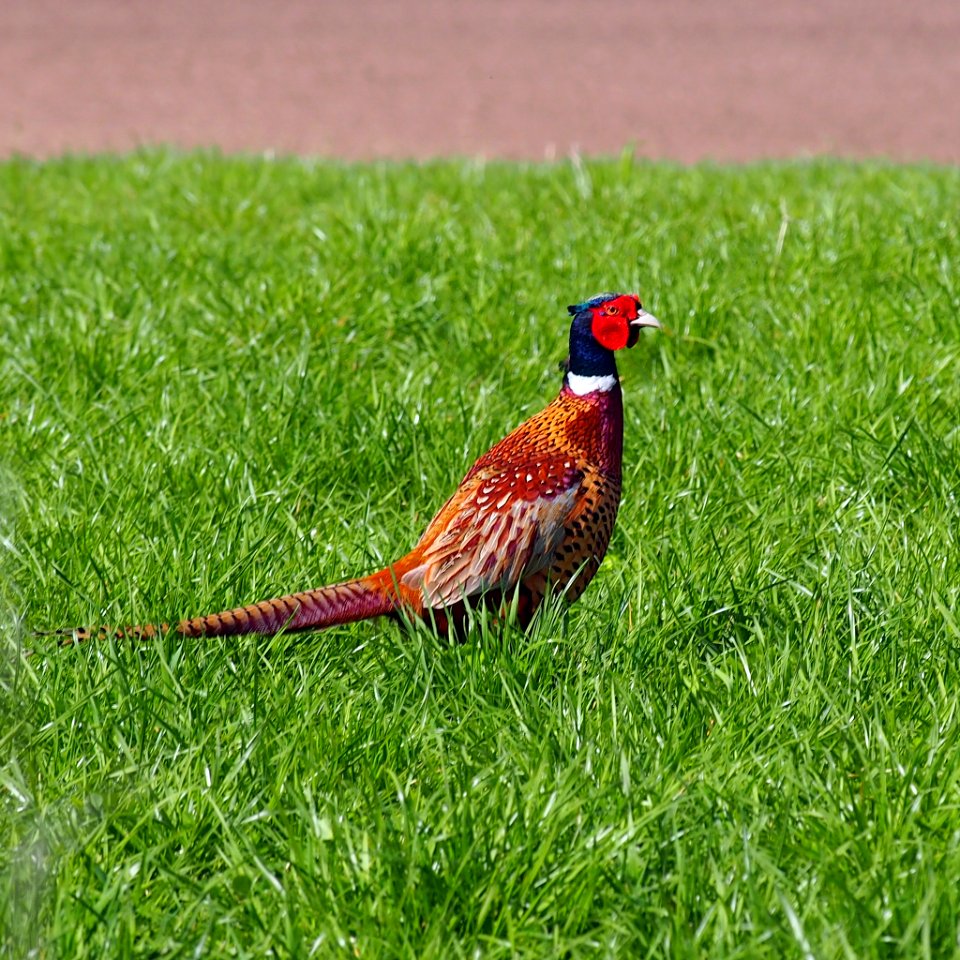 Common pheasant, vol2