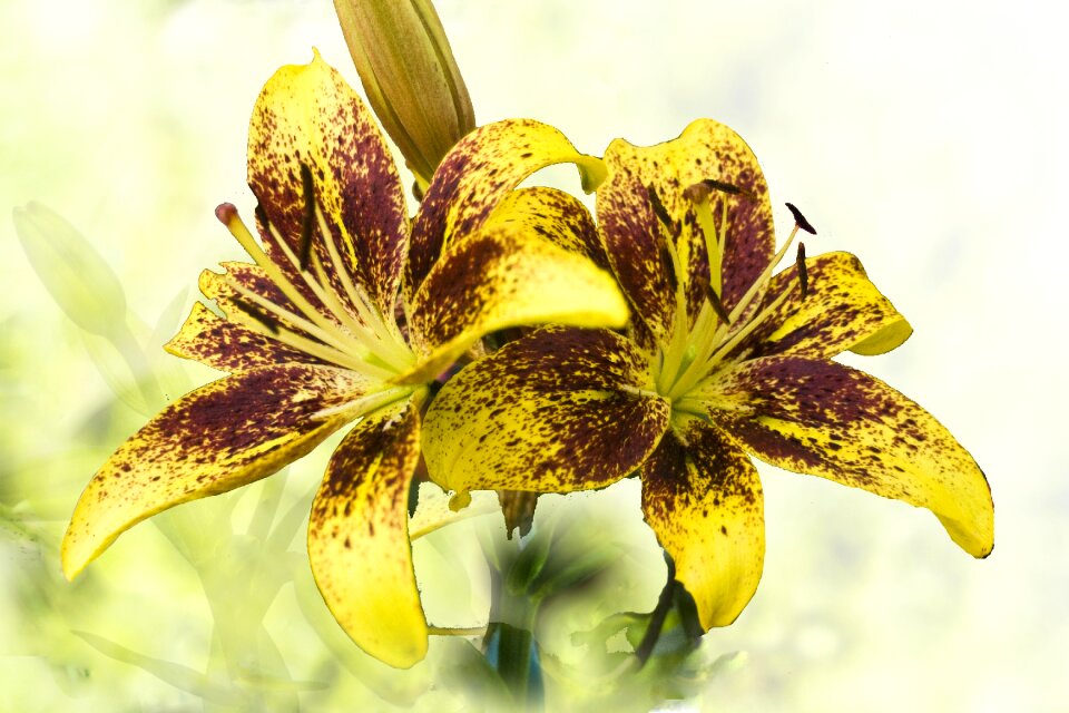 Speckled greeting background