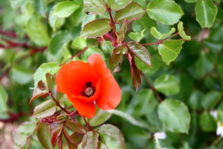 Rosella
